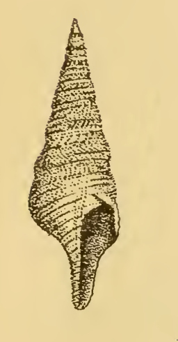 <i>Lucerapex murndaliana</i> Species of gastropod