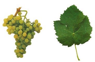 File:Malvasia Fina.jpg