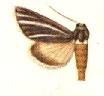 <i>Heliocheilus mesoleuca</i> Species of moth