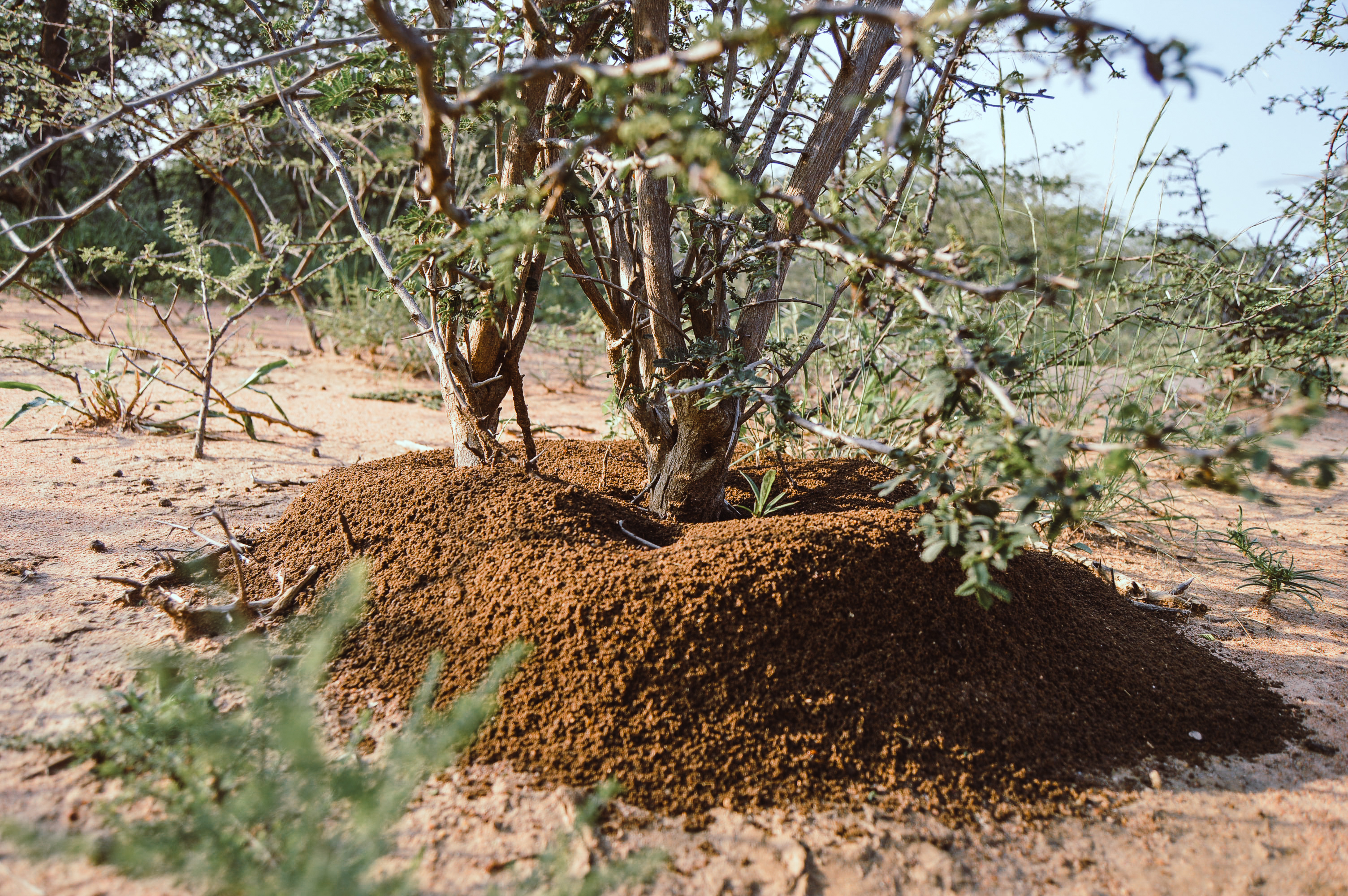 Ant nest