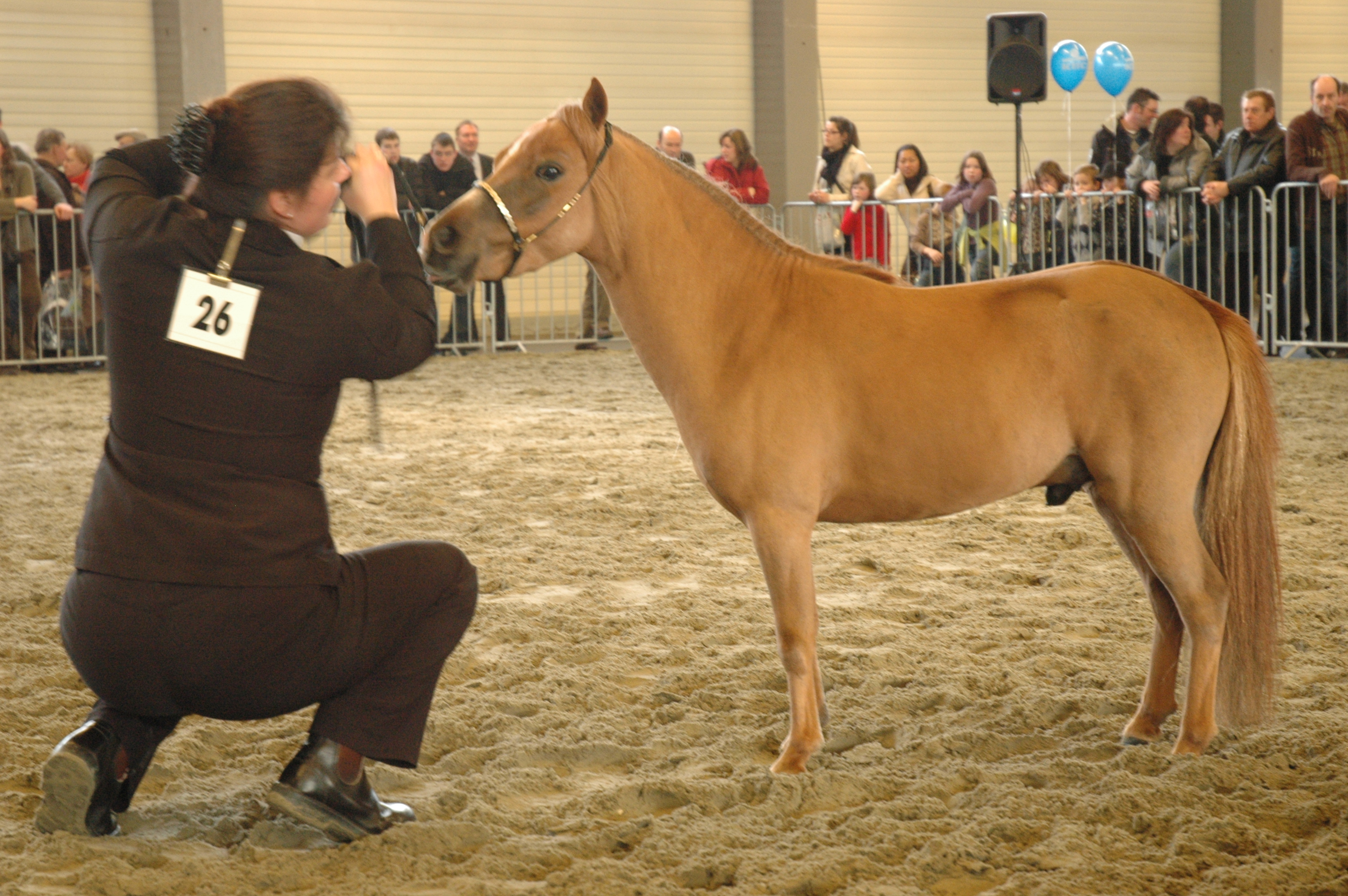 Miniature Horse Foaling Chart