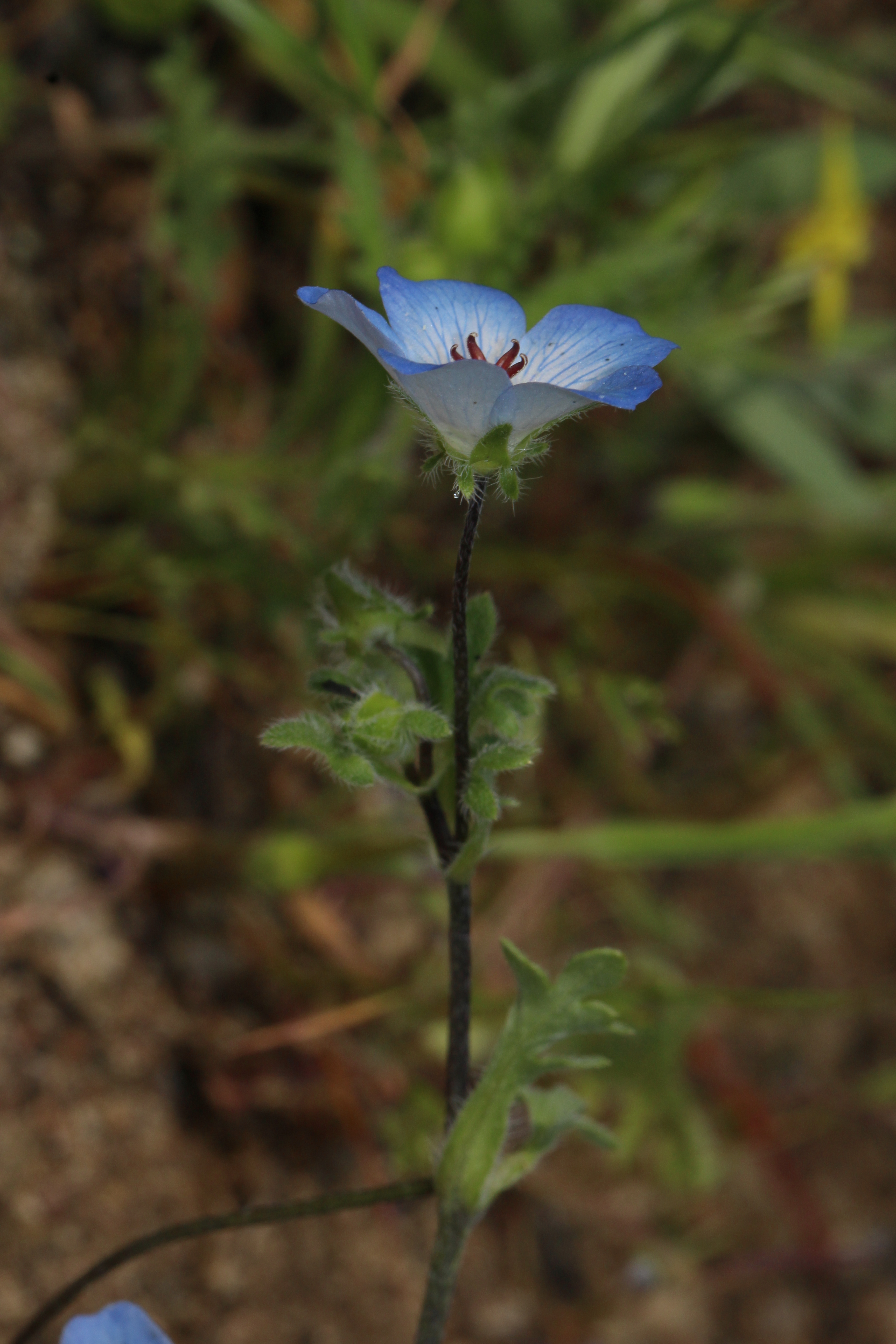 File Nemophila Menziesii 7795 Jpg Wikimedia Commons