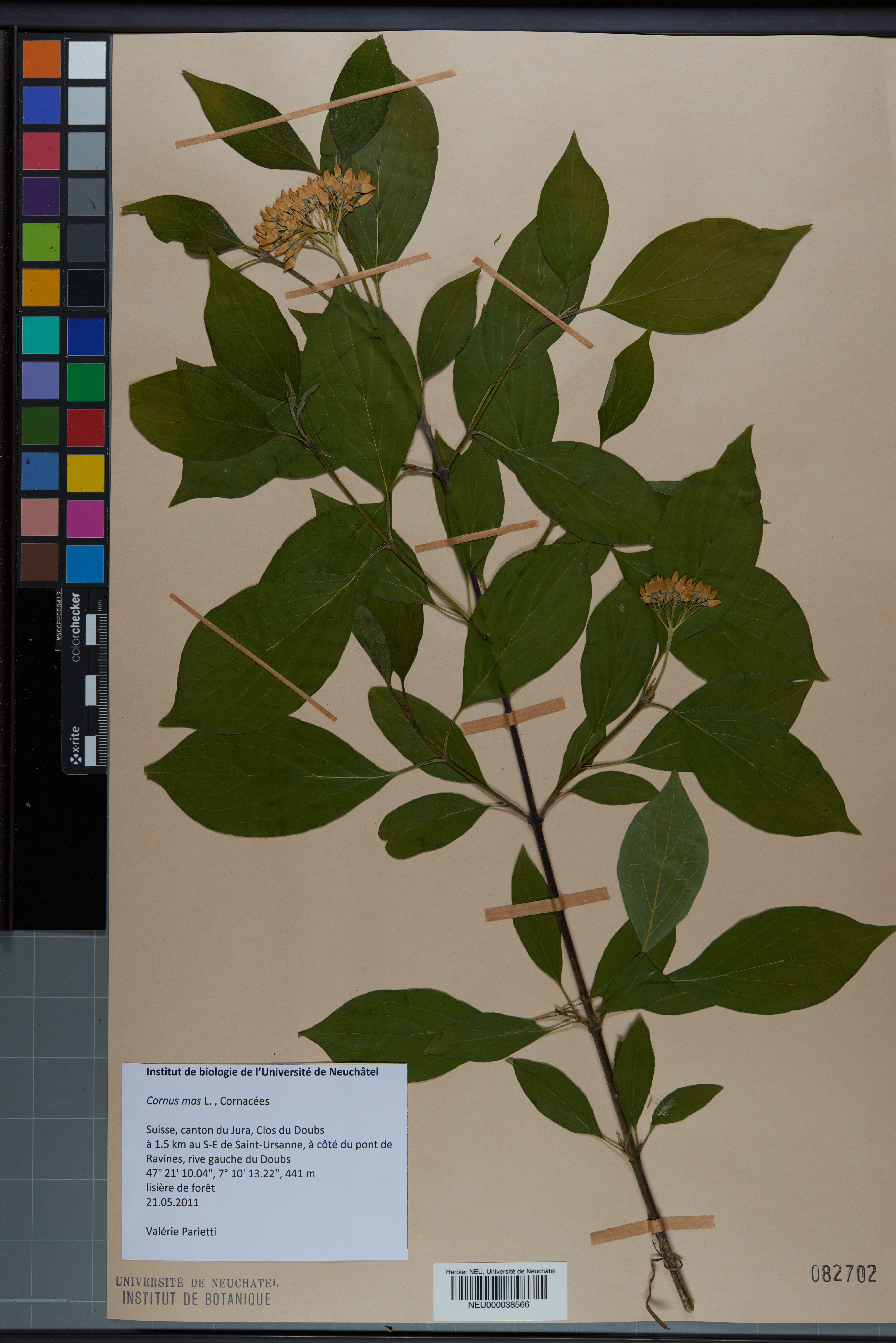 What is herbarium file