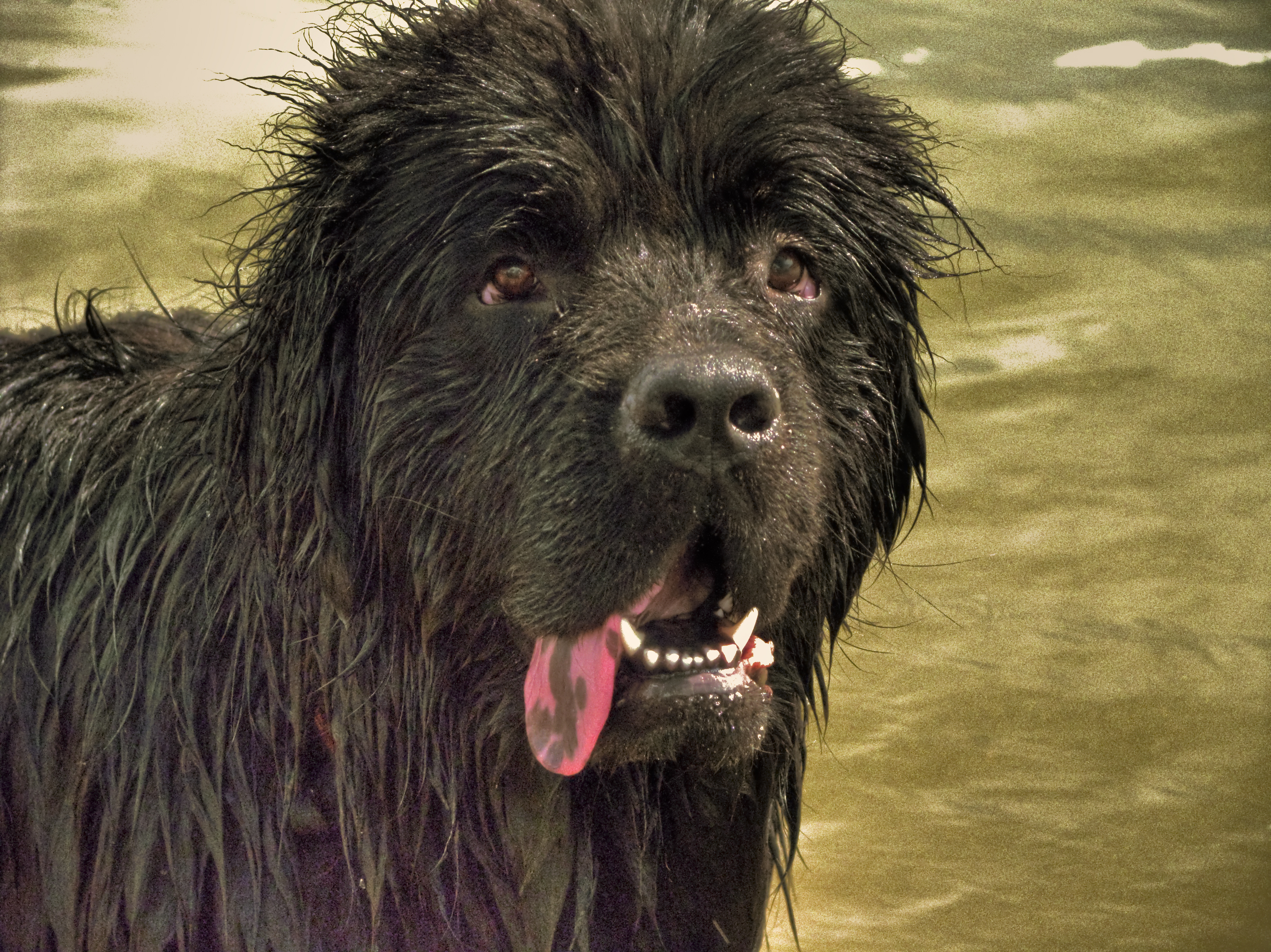 Лион: Ньюфаундлендский пёс