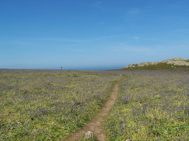 North Side of Skomer Island - geograph.org.uk - 303319