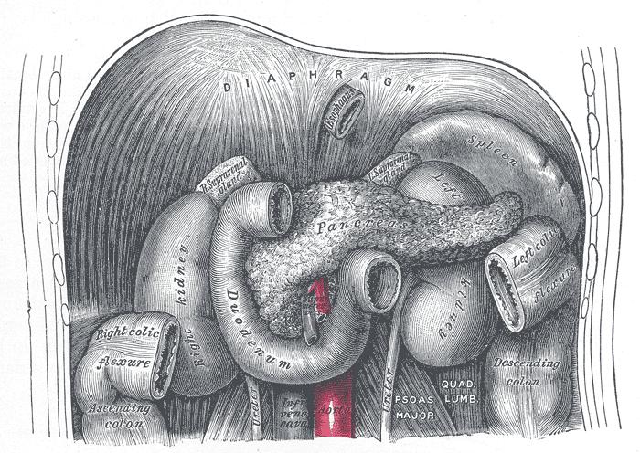 Archivo:Pancreas.jpg