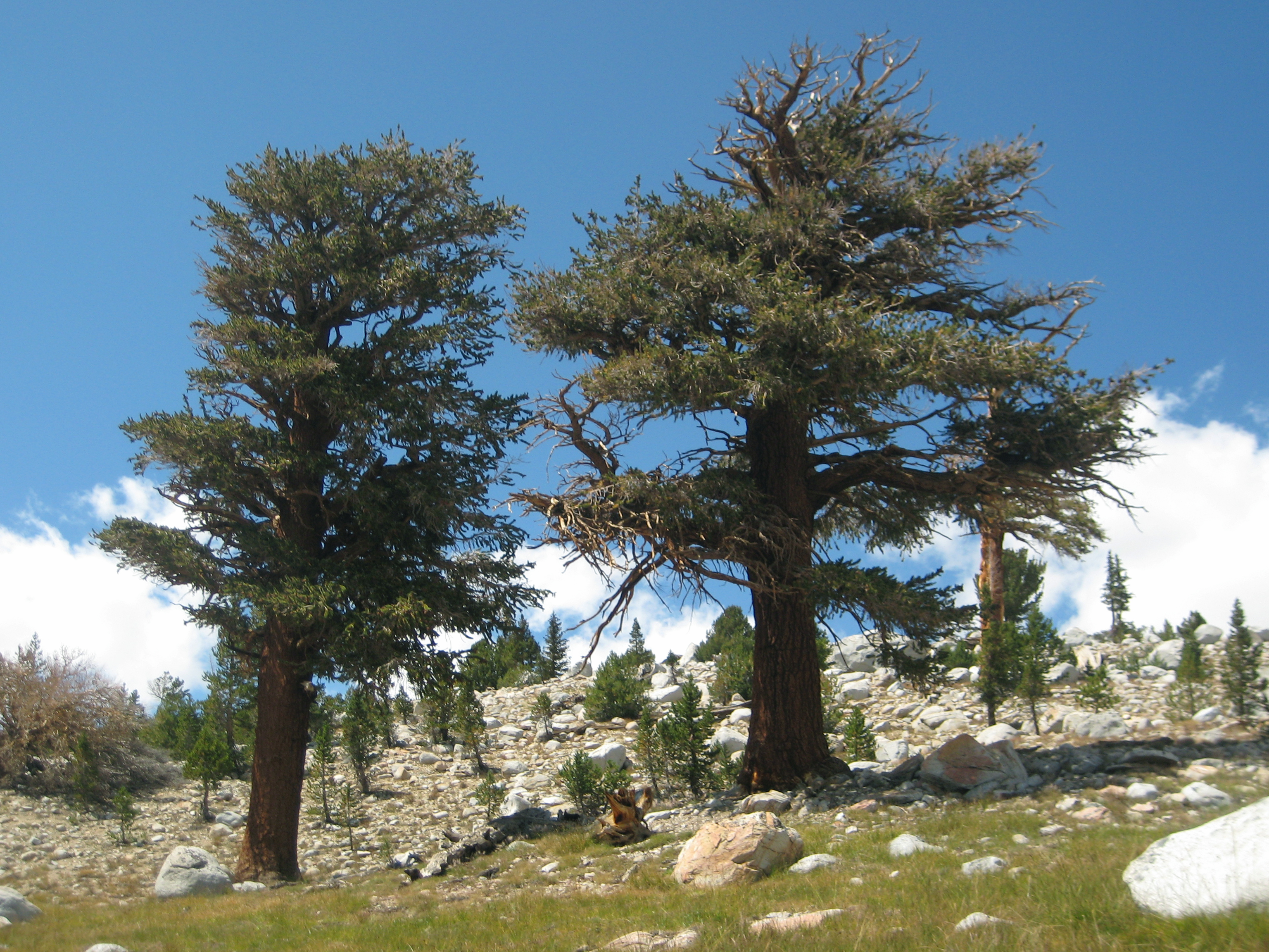 Американская сосна фото