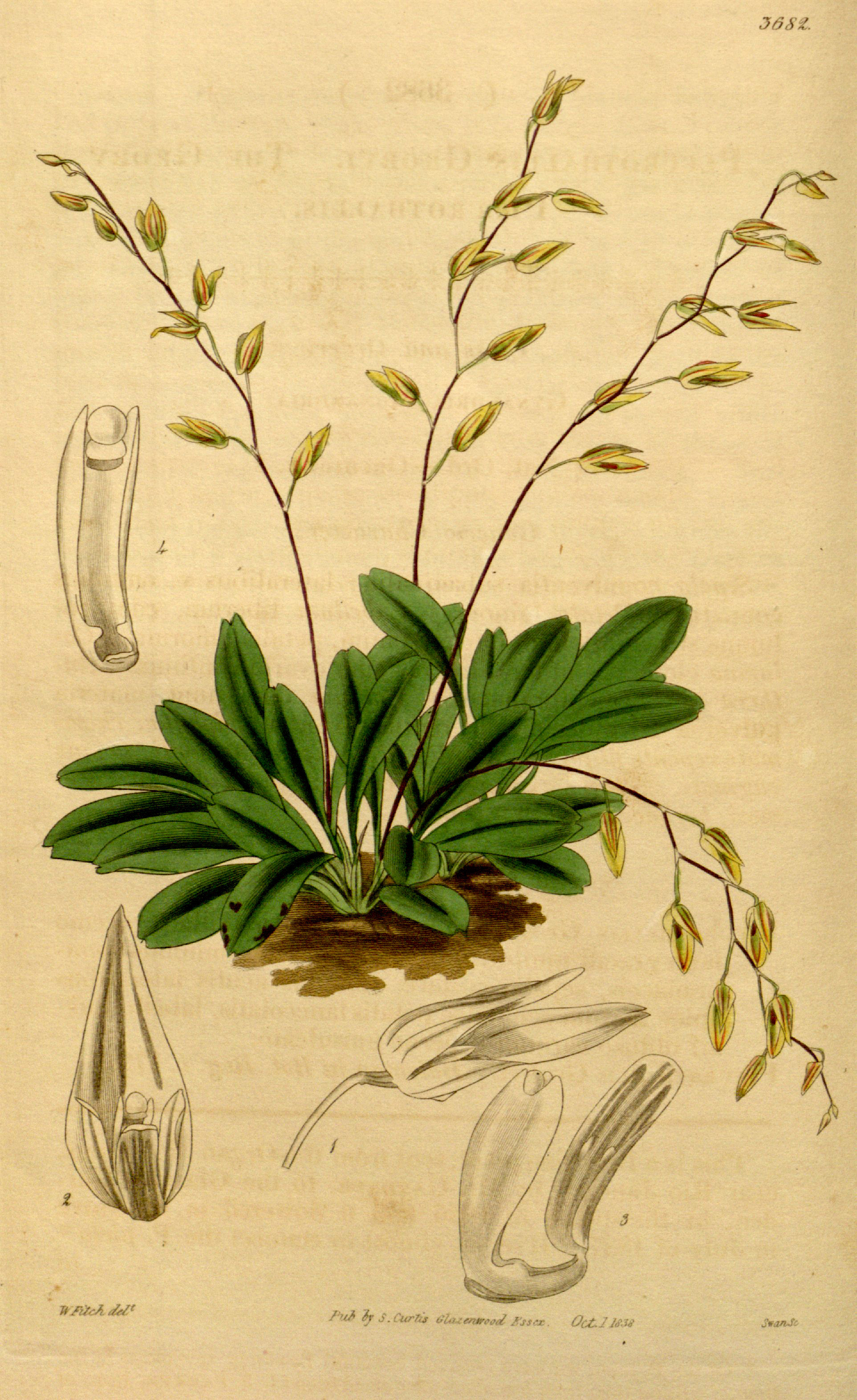 Pleurothallis grobyi - Wikipedia, la enciclopedia libre