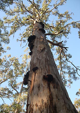 File:Porongurup-karri.jpg