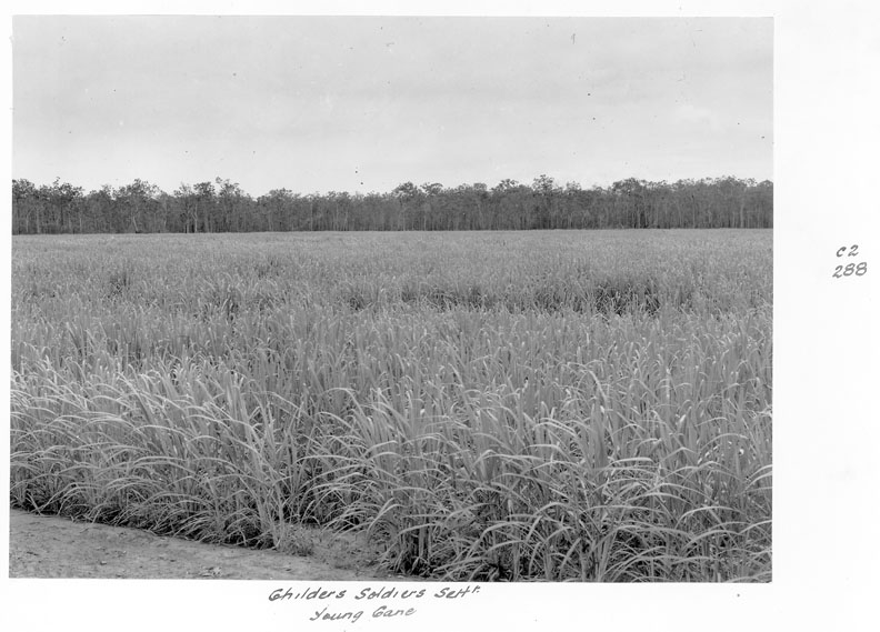 File:Queensland State Archives 4353 Young sugar cane at the Childers Soldiers Settlement 1950.png