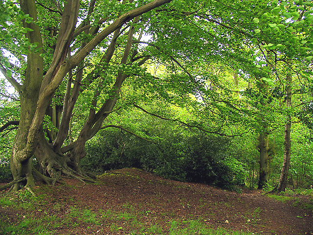 Ramsbury Wood on the edge of the fort - geograph.org.uk - 11760