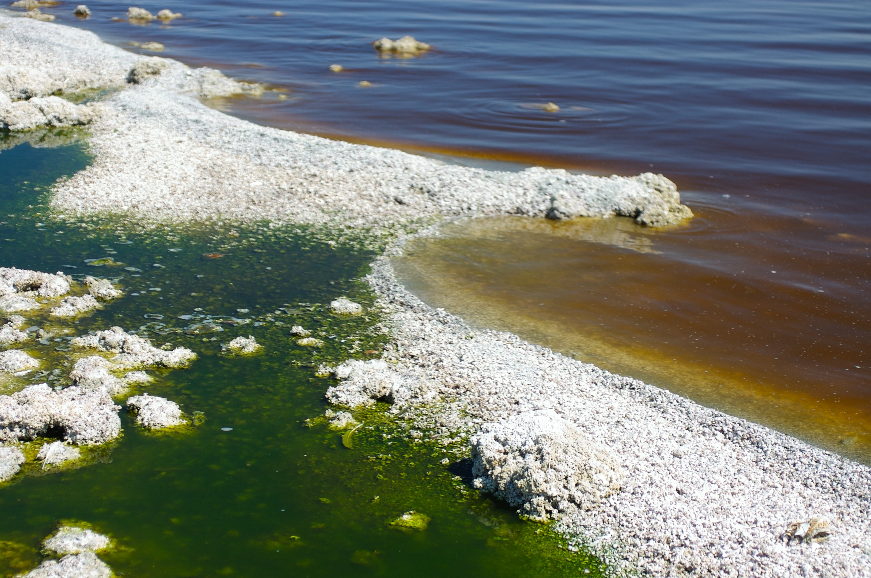 Salton Sea: The Rise And Fall Of A Toxic California Lake