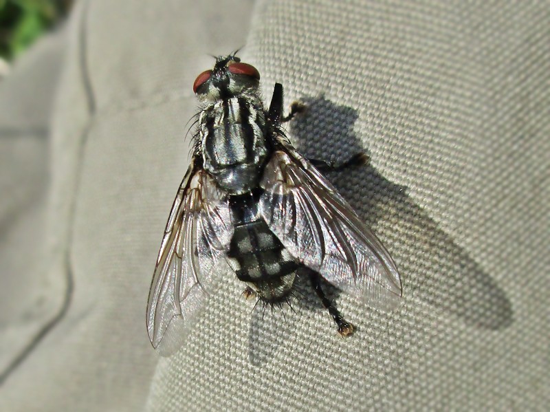 File:Sarcophaga spec. (Diptera sp.) female, Arnhem, the Netherlands.jpg