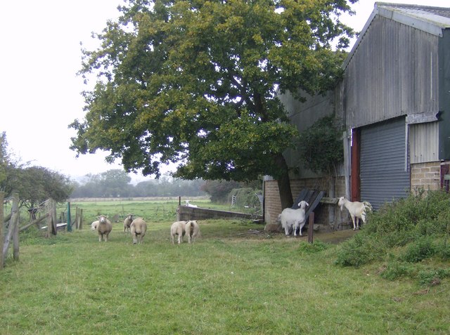 File:Sheep and goats at Pallance Farm - geograph.org.uk - 571689.jpg