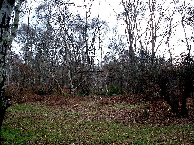 File:Sherwood Forest - geograph.org.uk - 92501.jpg