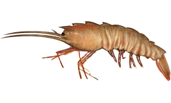 <i>Sicyonia brevirostris</i> Species of crustacean