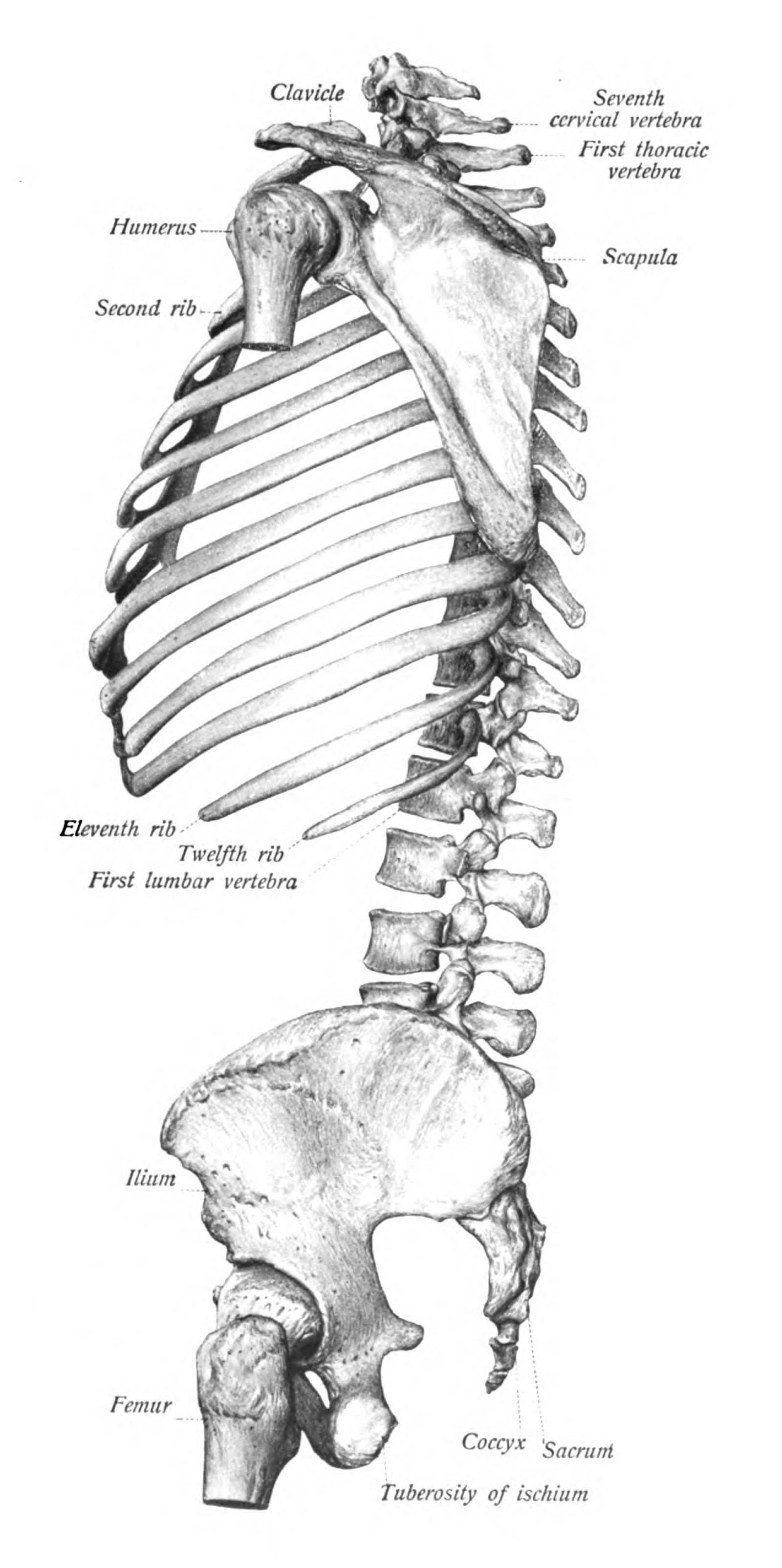 spine and ribs hurt