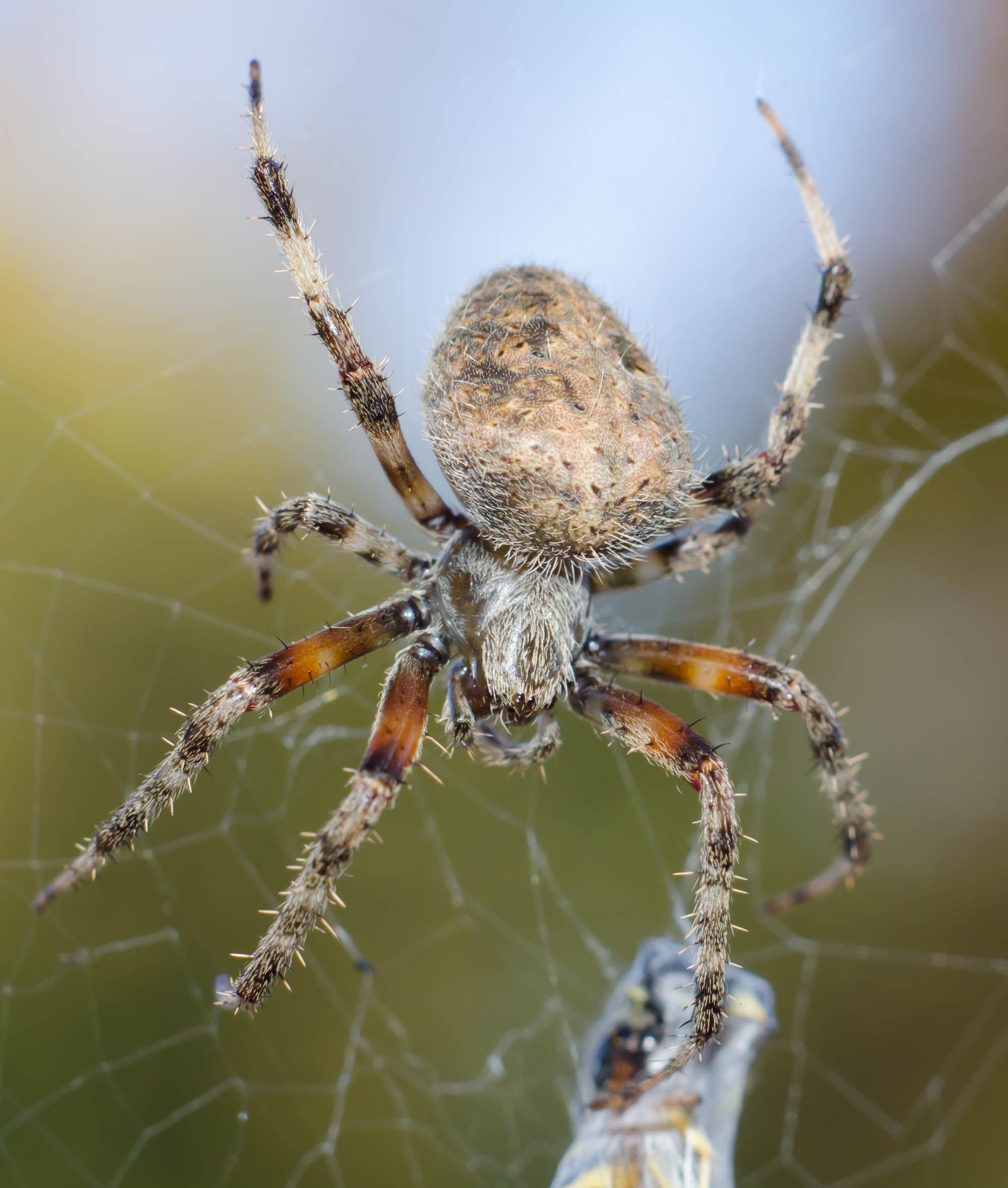 Barn spider - Wikipedia