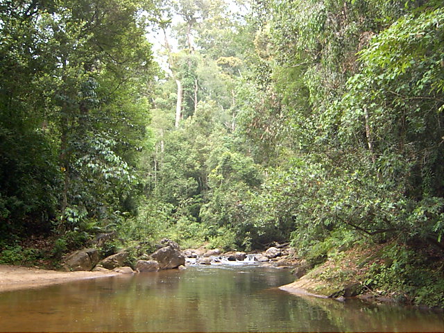 படிமம்:Stream through Sinharaja.JPG