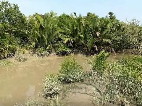 Sunderbans forest