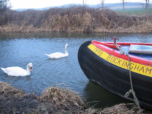 File:Swans on the Kennet and Avon - geograph.org.uk - 119633.jpg