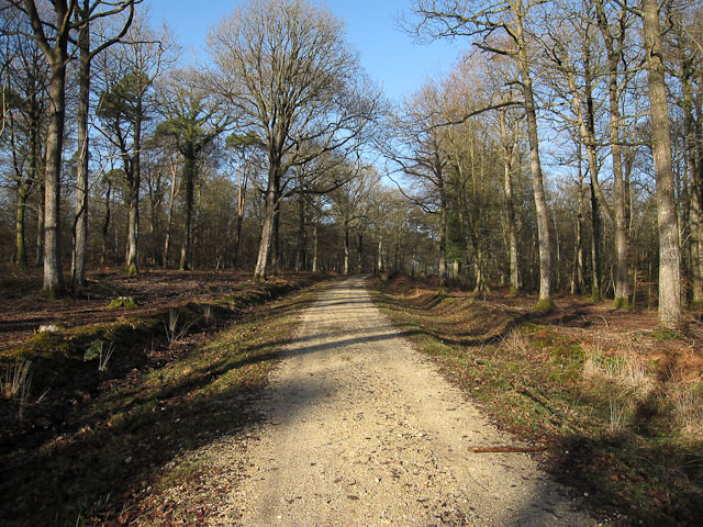 Track in Parkhill Inclosure - geograph.org.uk - 1660714