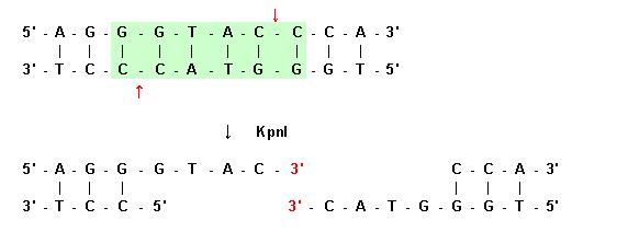 Pola Ujung menggantung 3' oleh enzim KpnI