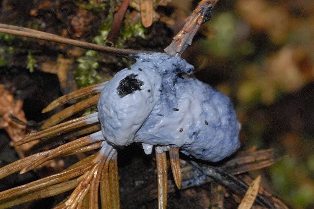 File:Unidentified myxomycete - Lindsey.jpg