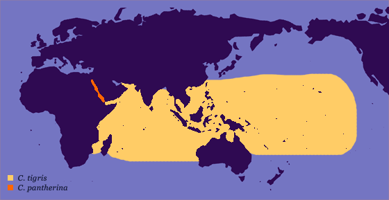 Distribution area Cypraea.gif