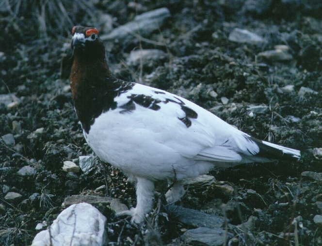 File:Willow grouse standing.jpg