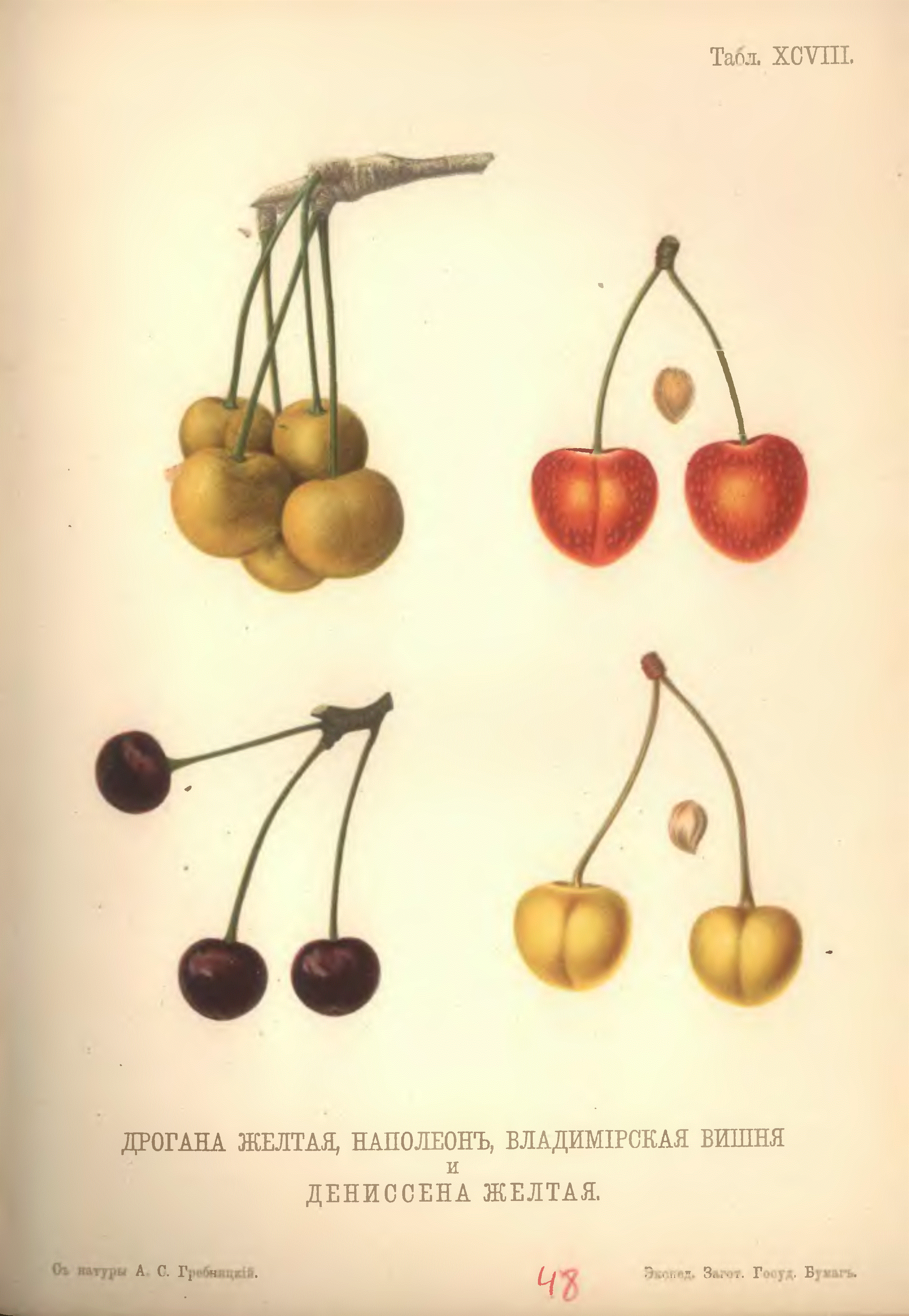 Prunus avium (Royal Ann) - Zone 5 Plants 