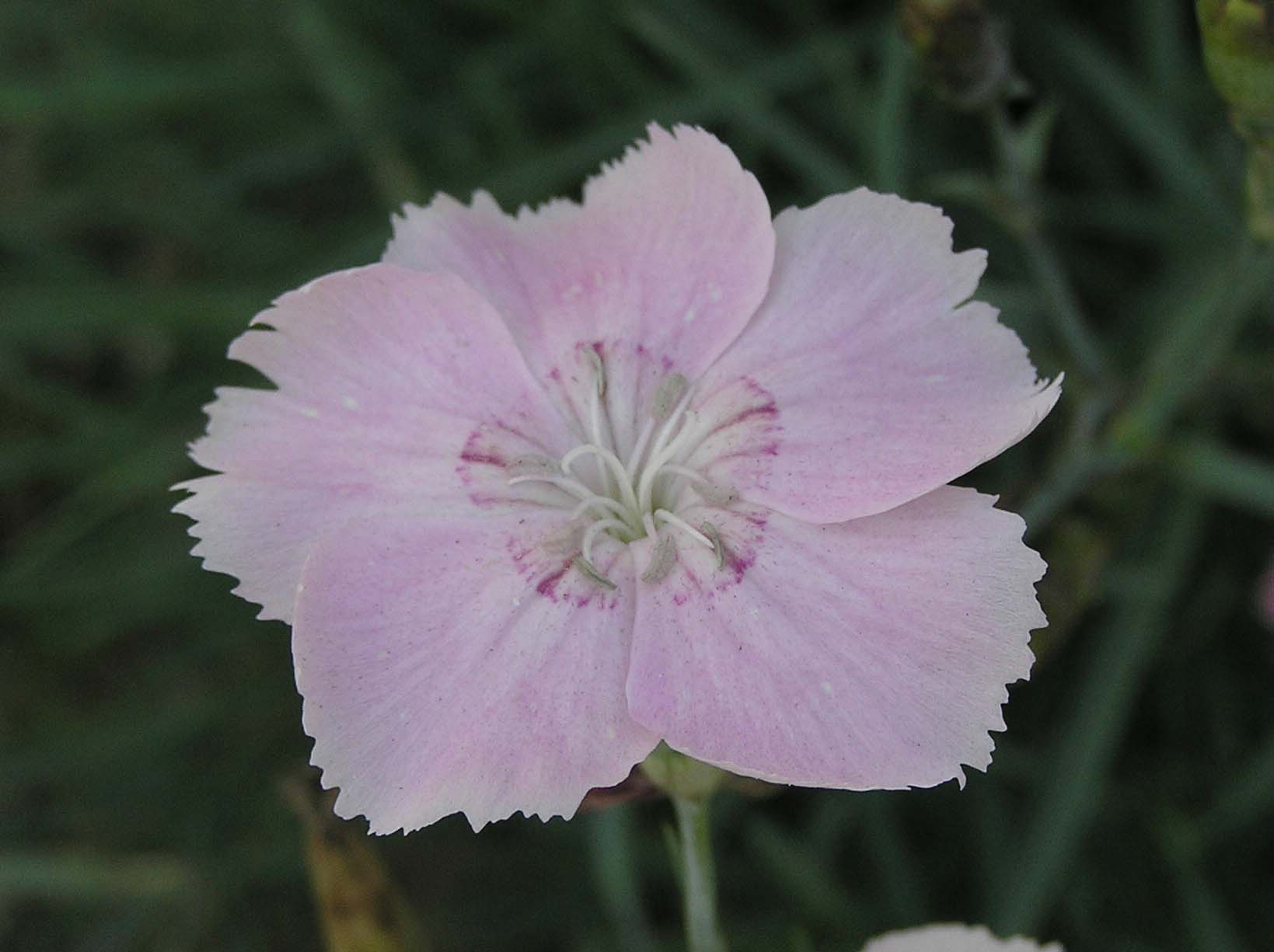 Dianthus tymphresteus