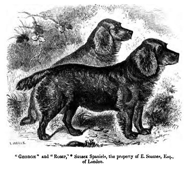 A drawing of two Sussex Spaniels from 1859