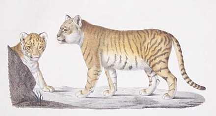 1799-liger.jpg