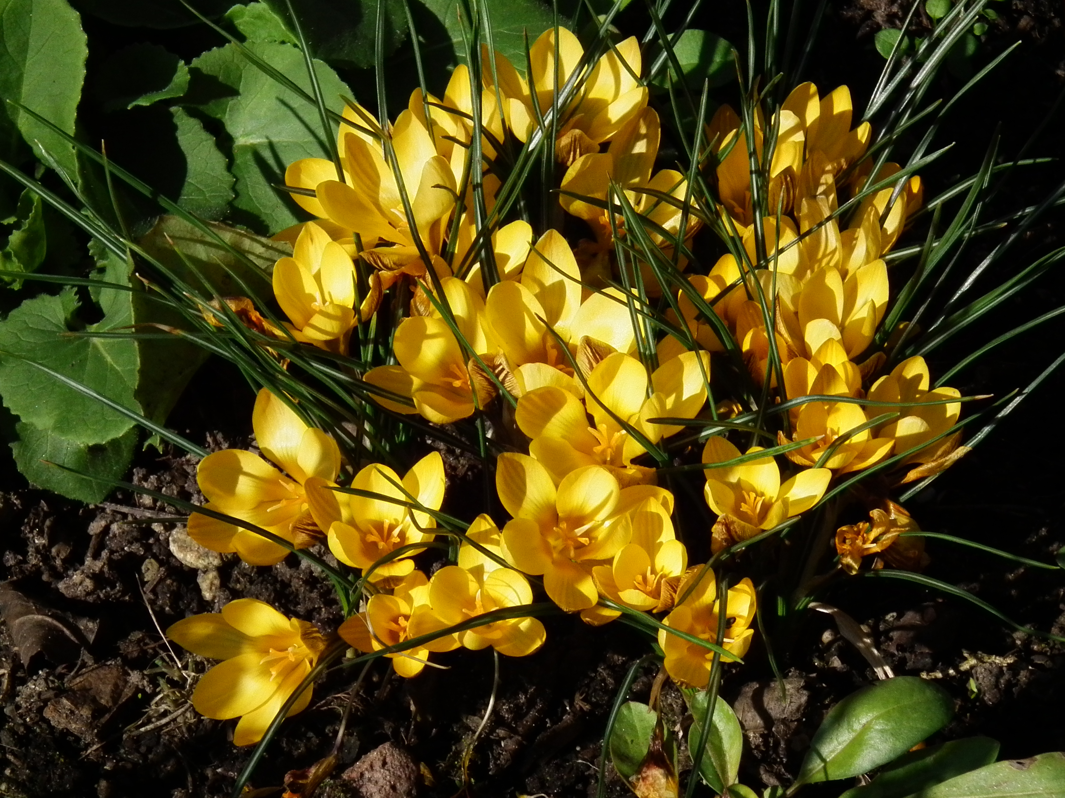 Crocus korolkowii