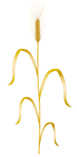 wheat clipart png