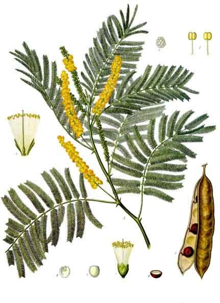 File:Acacia catechu - Köhler–s Medizinal-Pflanzen-003.jpg