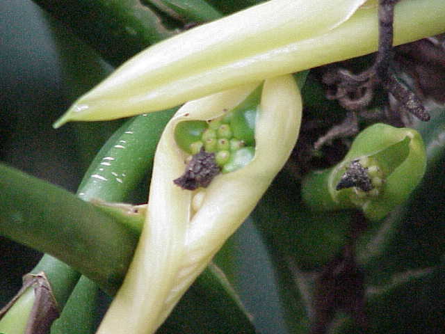 File:Aglaonema nitidum1.jpg