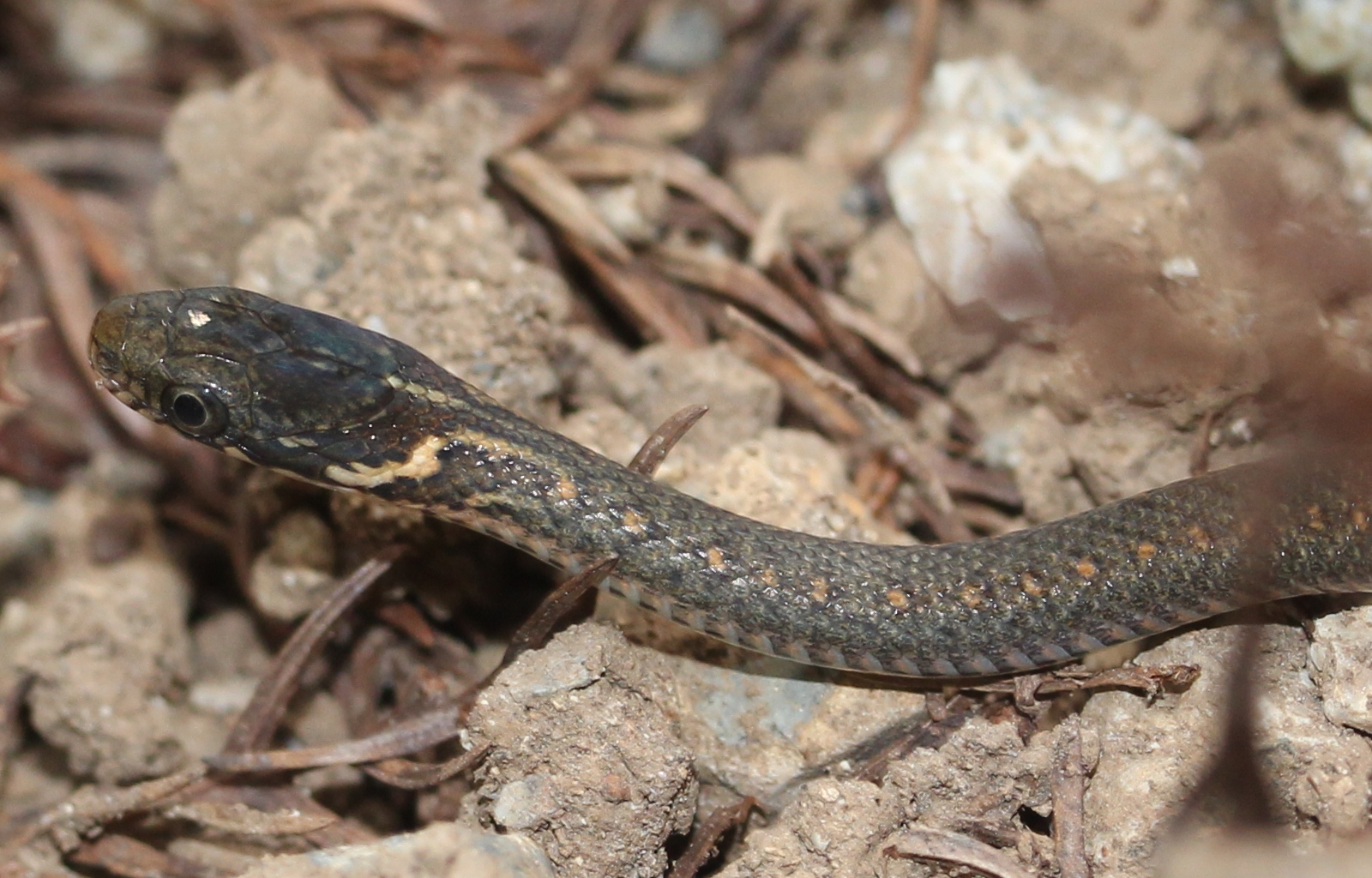 Змей семейства ужей. Natrix vibakari. Уж обыкновенный - змея неядовитая. Amphiesma vibakari. Японский уж Хабаровского края.