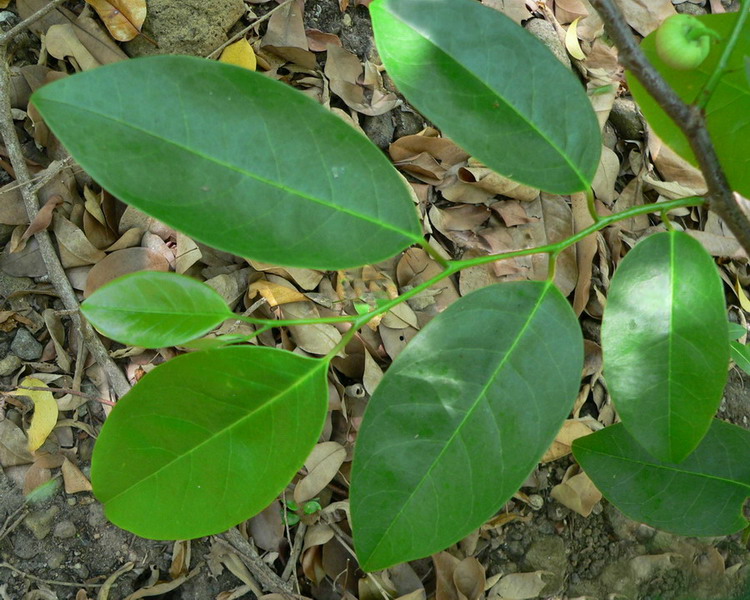 File:Annona glabra feuilles.jpg