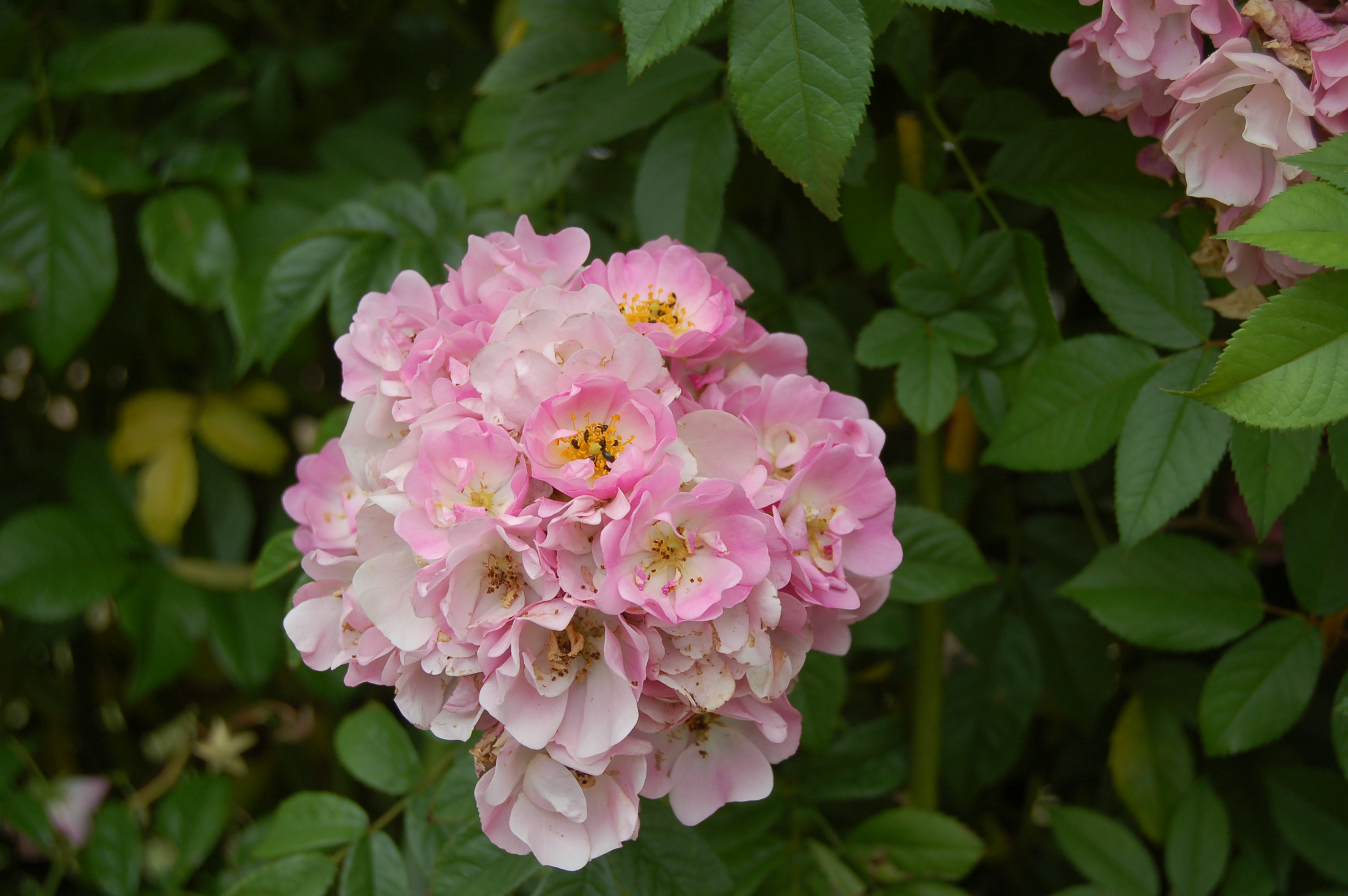 Apple Blossom Rose Wikipedia