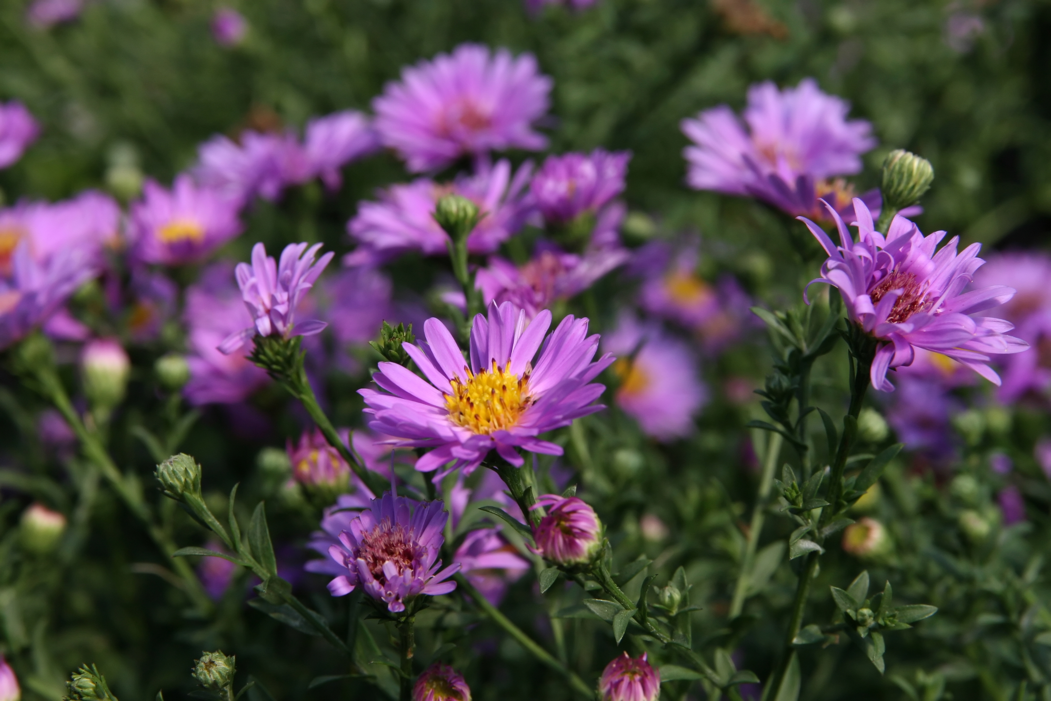 Aster Novi-Belgii Purple