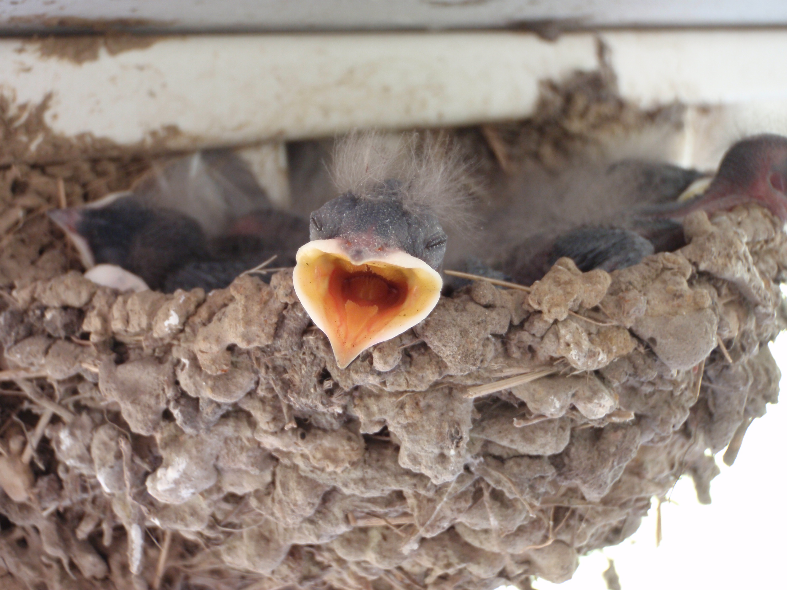 Barn swallow - Wikipedia