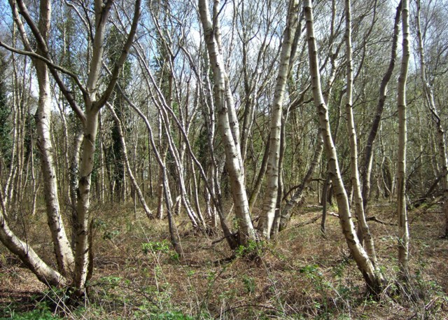 Birch coppice, Meare Heath - geograph.org.uk - 1248717
