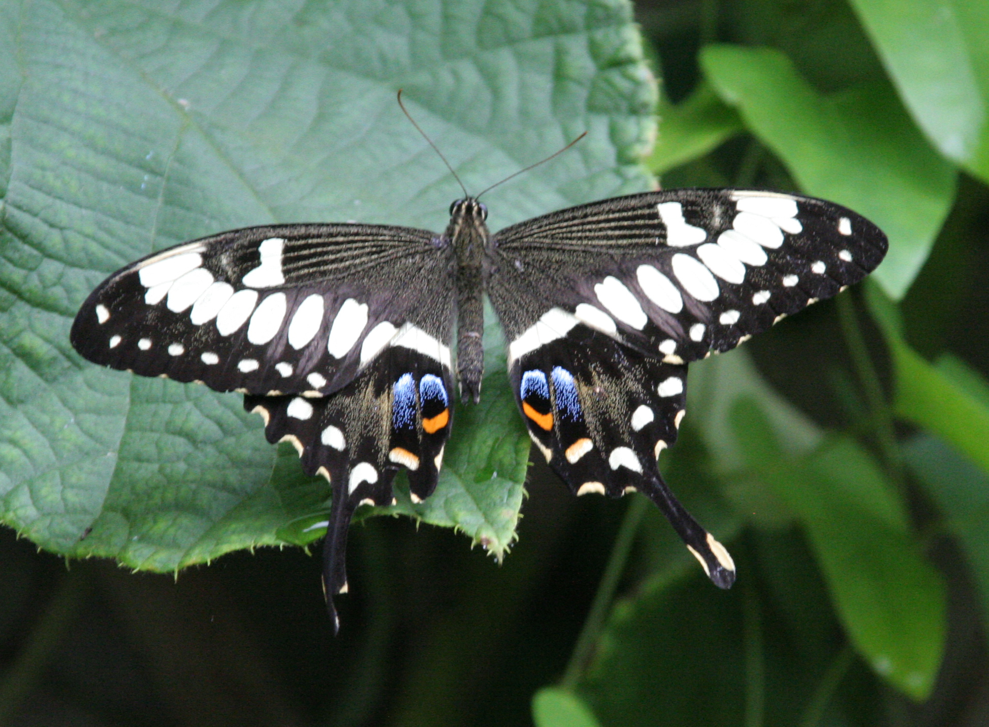 File:Black Swallowtail Butterfly 1.jpg - Wikimedia Commons