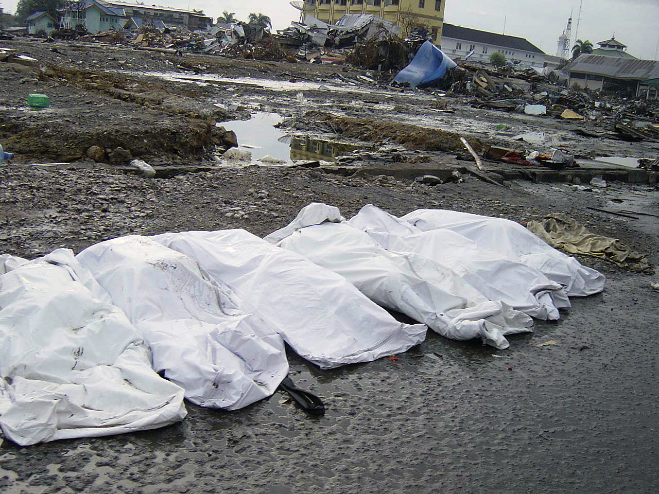 2004 tsunami bodies