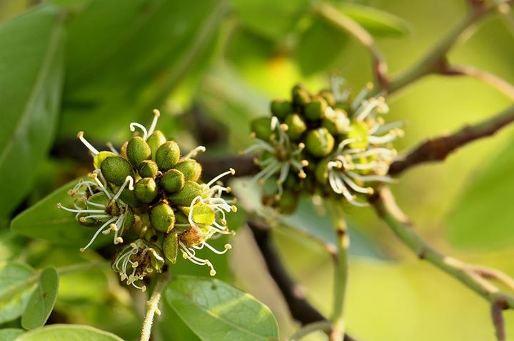 File:Brachystegia spiciformis01.jpg