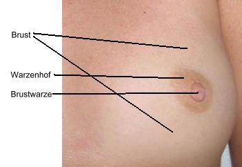 madchen busen brustwarzen
