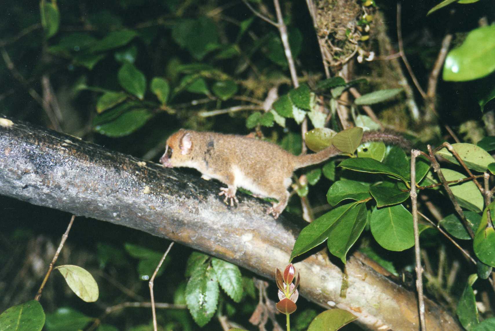 File:Brown Mouse Lemur (Microcebus rufus) (3442061750).jpg - Wikimedia  Commons