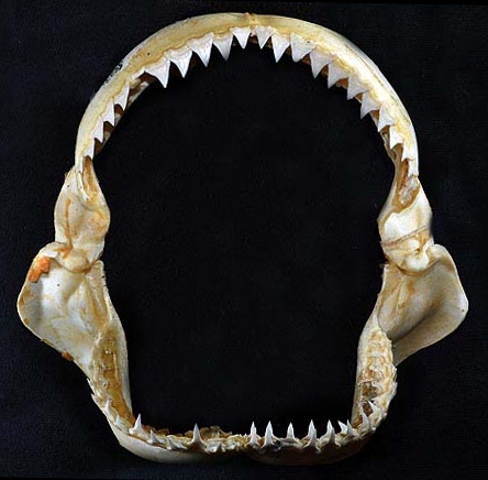 File:Carcharhinus longimanus jaws.jpg